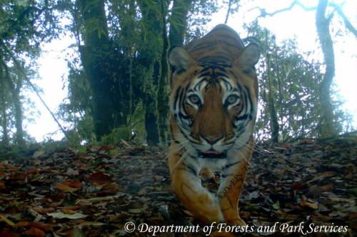 Válságos a tigrisek helyzete délkelet-ázsiában