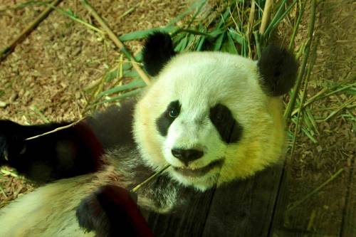 A rafinált panda átverte gondozóit