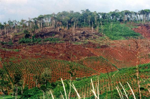 Erdőirtás
Forrás: WWF
Szerző: Elizabeth KEMF