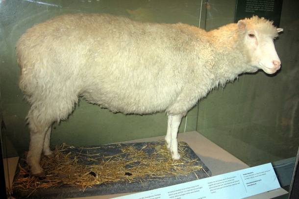 Dolly egy nőstény birka volt, a világ első klónozott emlőse
Forrás: wikipedia.org