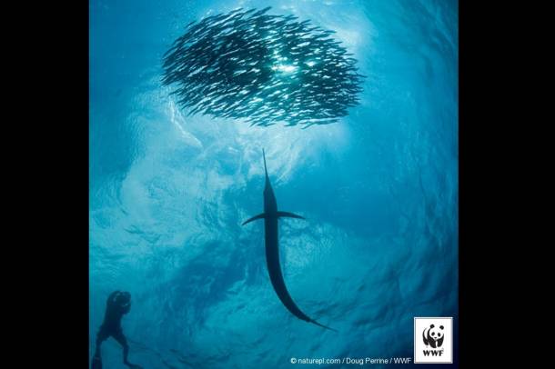 Az élelmiszer-biztonsági szempontból fontos halpopulációk jelentősen csökkennek világszerte.
Forrás: WWF
Szerző: Doug Perrine