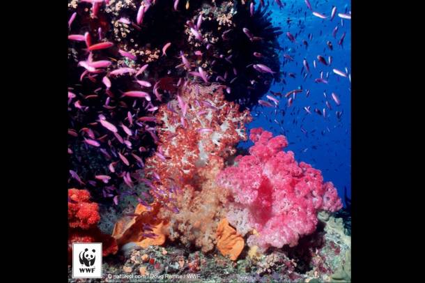 A kutatások szerint az éghajlatváltozás miatt 2050-re eltűnhetnek a korallzátonyok az egész Földről.
Forrás: WWF
Szerző: Doug Perrine