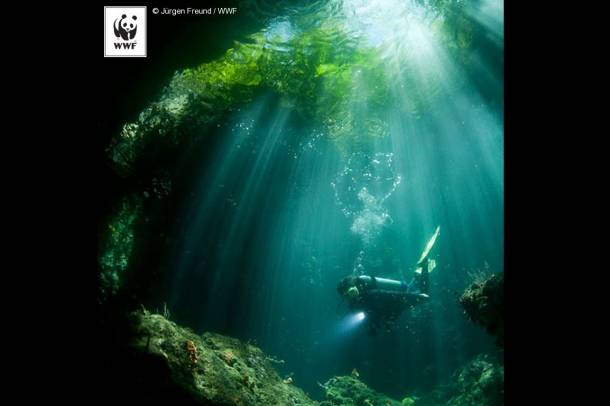 A világ vezetőinek előtérbe kell helyezniük az óceánok és a tengerparti élőhelyek állapotmegőrzését.
Forrás: WWF
Szerző: Jurgen Freund