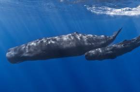 Óceáni zajszennyezés: Elhallgat a bálnák éneke, ha hajó közeledik