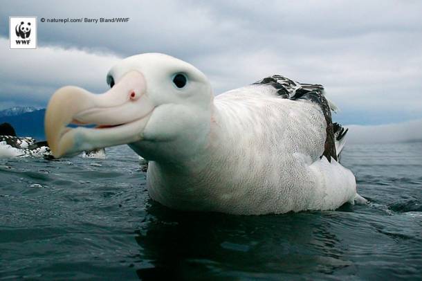 Albatrosz
Forrás: WWF
Szerző: Barry Bland
