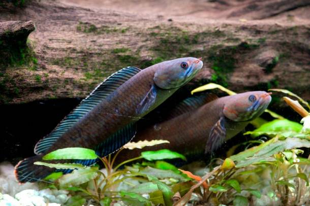"Sétáló" törpe kígyófejű hal
Forrás: WWF
Szerző: Henning Strack Hansen