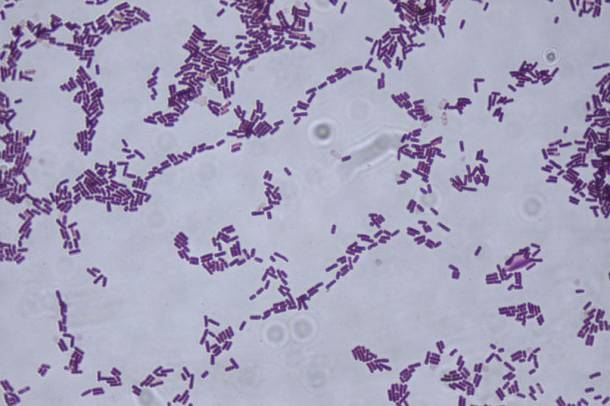 A Bacillus subtilis
Forrás: freestockphotos.biz