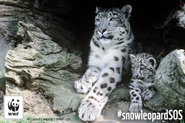 Hópárduc
Forrás: WWF
Szerző: David Lawson