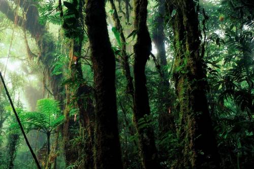 Az erdőírtások mérséklése emberi életeket menthetett