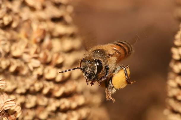 Gyűjtögető méhecske
Forrás: wikipedia.org - Muhammad Mahdi Karim