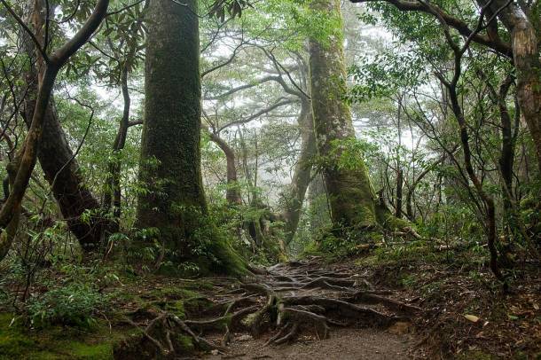 Erdő Yakushimában
Forrás: wikimedia.org