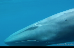 Omura-bálna: először filmezték le a titokzatos állatot