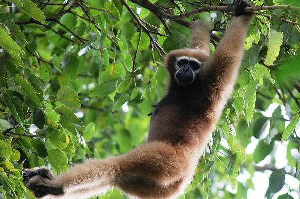Gibbon
Forrás: commons.wikimedia.org
Szerző: Programme HURO