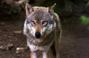Farkasok Magyarországon - e ragadozók jelenléte természetvédelmi szempontból rendkívül előnyös