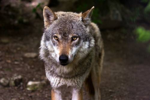 Farkasok Magyarországon - e ragadozók jelenléte természetvédelmi szempontból rendkívül előnyös