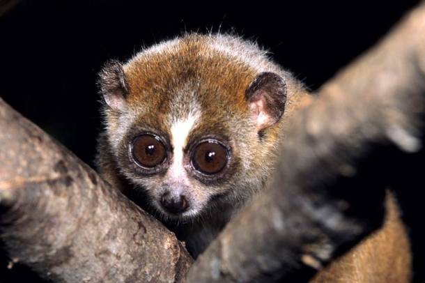 Törpe lajhármaki
Forrás: wikipedia.org
Szerző: David Haring / Duke Lemur Center
