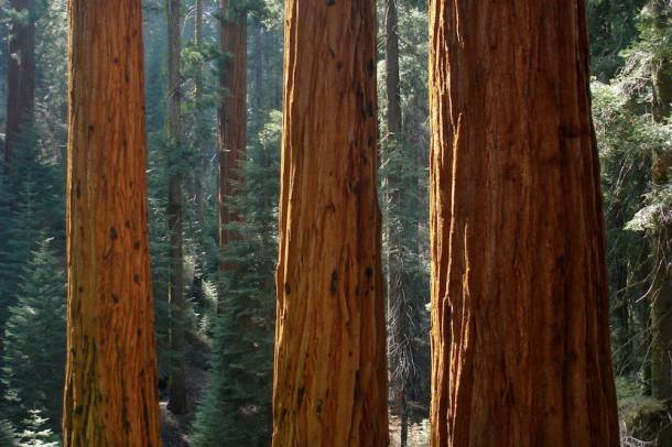 Redwood Nemzeti Park
Forrás: Wikikpedia.org