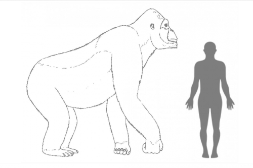 A King Konghoz hasonló majom azért halt ki, mert óriási volt és nem tudott alkalmazkodni