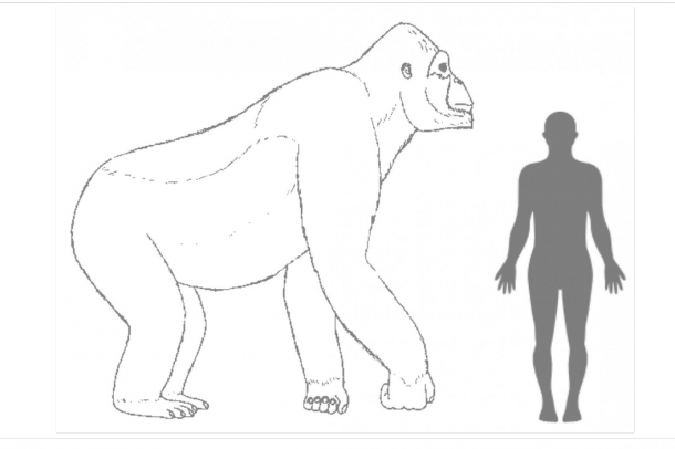 Gigantopithecus
Forrás: phys.org
Szerző: H. Bocherens