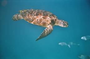 Pusztulástól megmentett tengeri teknőst engedtek szabadon Ausztráliában