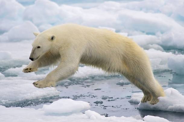A jegesmedvét még az akrobatikában sem akadáyozza a testmérete
Forrás: wikipedia.org