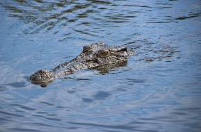 Szökevény krokodilokat találtak egy kairói csatornában