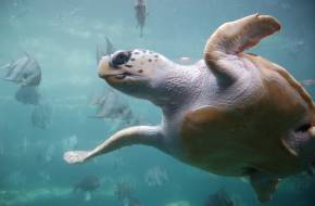 Igen ritka albínó teknőst találtak Ausztráliában