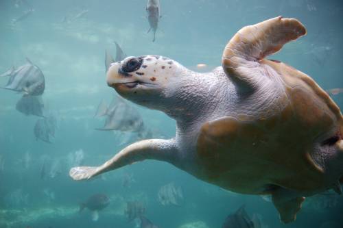 Igen ritka albínó teknőst találtak Ausztráliában