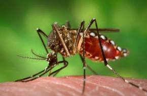 Génmódosított szúnyogokkal a Zika-vírus ellen