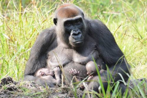 Gorillaikrek születtek a Közép-afrikai Köztársaságban