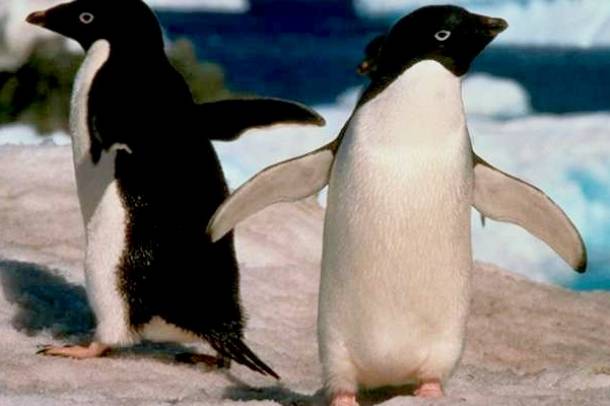 Adélie-pingvinek
Forrás: commons.wikimedia.org