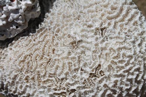 A hőhullámok "megfőzik" a Nagy-korallzátony koralljait