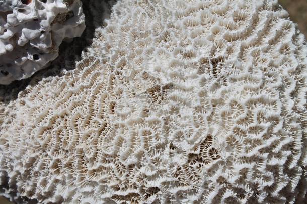 A korallfehéredés a beteg korallzátonyok ismertetőjegye
Forrás: pixabay.com