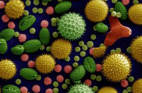 Pollenből akkumulátor