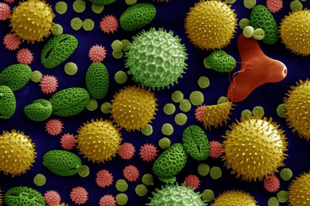Színezett pollen elektronmikroszkóp alatt
Forrás: en.wikipedia.org