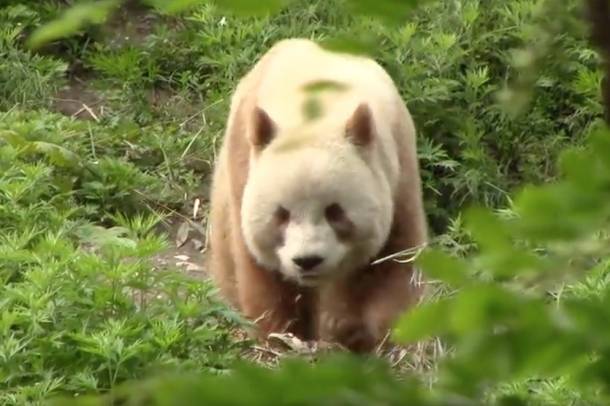 A világ egyetlen barna pandája
Forrás: youtube.com