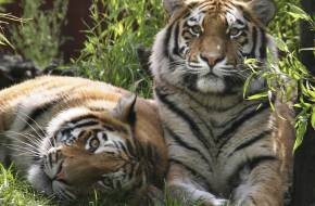 Terjeszkednek a szibériai tigrisek Északkelet-Kínában