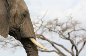 Több mázsa csempészett elefántcsontot foglaltak le Dél-Kínában