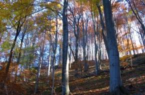 Veszélyben Magyarország legidősebb erdei