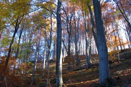 Veszélyben Magyarország legidősebb erdei