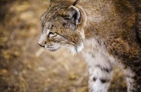 Megnégyszereződött a világ legritkább macskaféléjének populációja az Ibériai-félszigeten