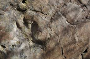 A dinoszauruszok ősének lábnyomát találhatták meg Katalóniában