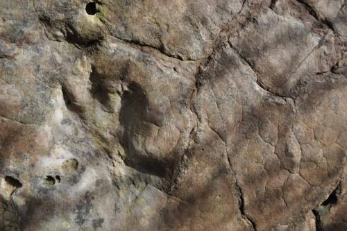 A dinoszauruszok ősének lábnyomát találhatták meg Katalóniában