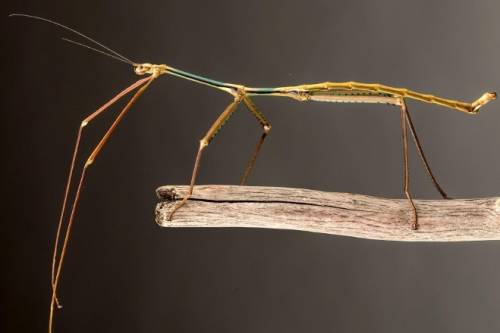 A világ leghosszabb rovarát találták meg Kínában