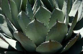 A dél-amerikai Notocactus lesz a fő szereplője a tavaszi kaktuszkiállításnak