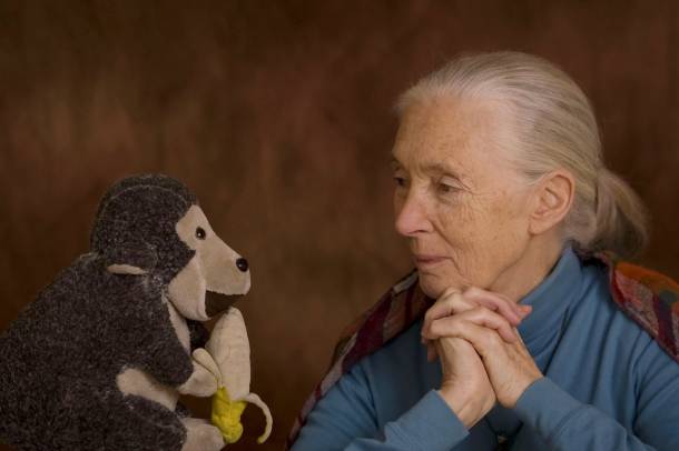 Dr. Jane Goodall könyvei és előadásai hatalmas népszerűségnek örvendenek világszerte
Forrás: © Szentpéteri L. József