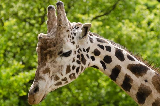 Felfedezték a hosszú nyak és lábak evolúciójában szerepet játszó géneket is
Forrás: pixabay.com