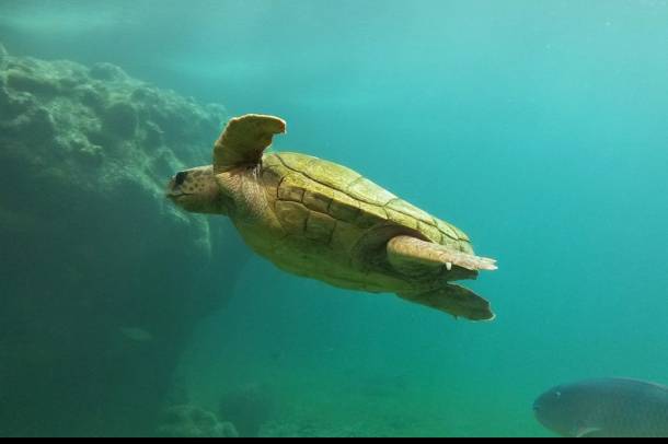 Kifejlett tengeri teknős
Forrás: pixabay.com