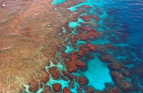 Drámai gyorsasággal pusztulnak a korallzátonyok