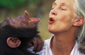 Jane Goodall, a remény nagykövete